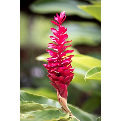 Norring, Tom 아티스트의 Belize-Central America-Red torch ginger flower작품입니다.